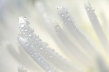 ıslak çiçek yaprakları