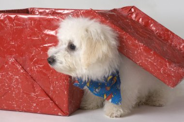 çok güzel beyaz köpek yavrusu