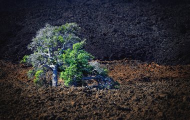 kısır bir arka plan ağaç
