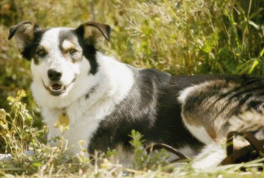 bir köpek