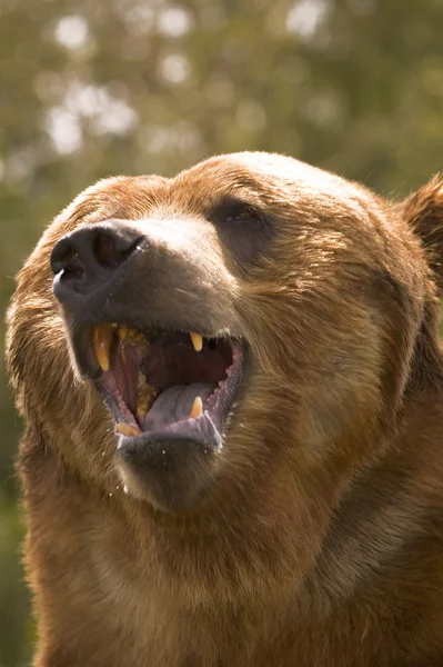 Açık ağız ile ayı — Stok fotoğraf