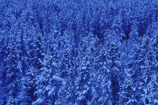Velký les, banff, alberta, Kanada — Stock fotografie