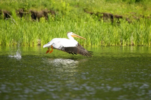 Ein Pelikan über Wasser — Stockfoto