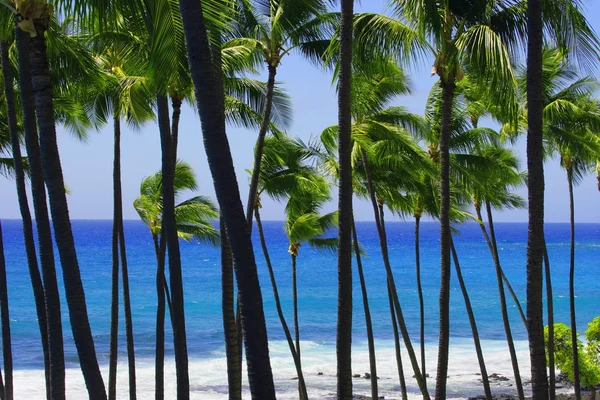 Palm Trees In Hawaii — Stock Photo, Image