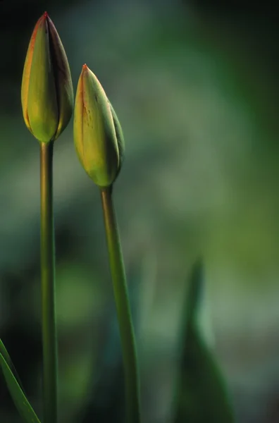 Uzavřené tulipány — Stock fotografie