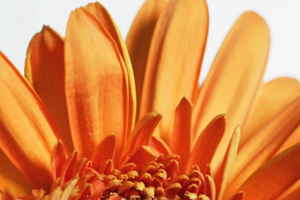 Oranje bloem — Stockfoto