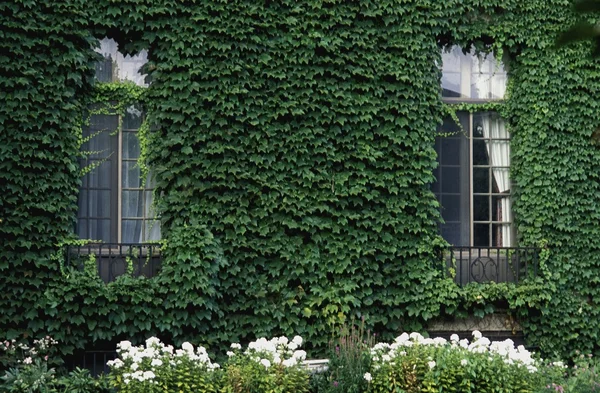 Plante grimpante sur le côté d'une maison — Photo