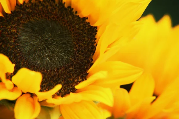 Fiore giallo — Foto Stock