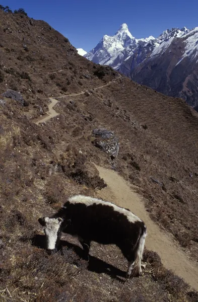 Kuh weidet in bergiger Landschaft — Stockfoto