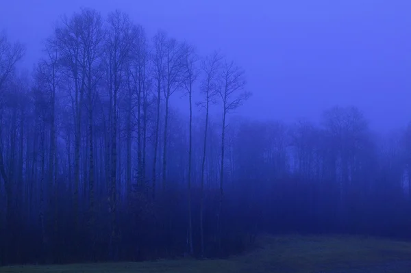 Arbres dans le brouillard — Photo