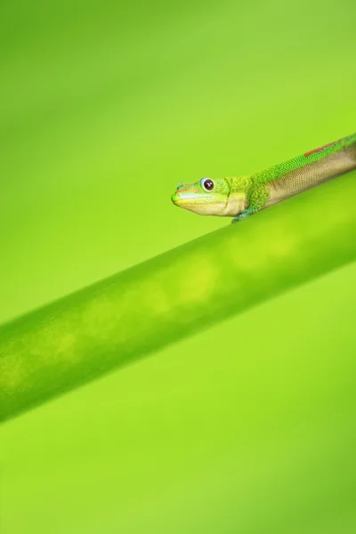 Green Gecko — Stock Photo, Image
