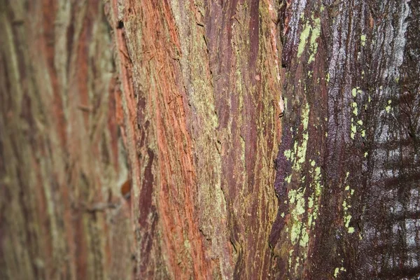 Tree Bark — Stock Photo, Image