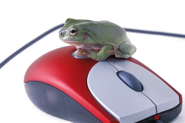 Frosch sitzt auf einer Maus — Stockfoto