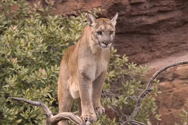 Puma στη φύση — Φωτογραφία Αρχείου