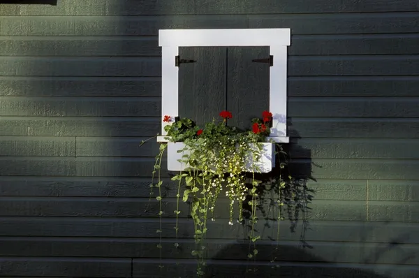 Shuttered Window And Window Box — Stock Photo, Image