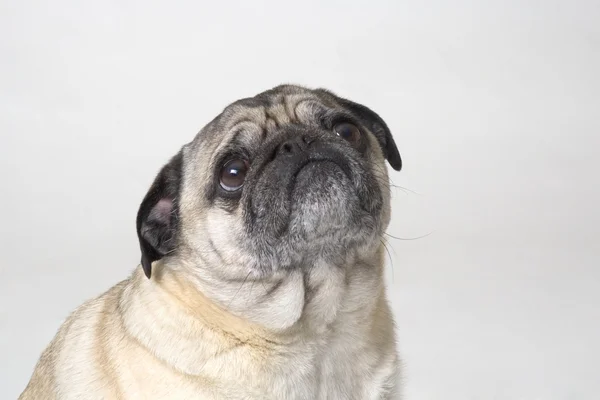 Retrato de un perro —  Fotos de Stock