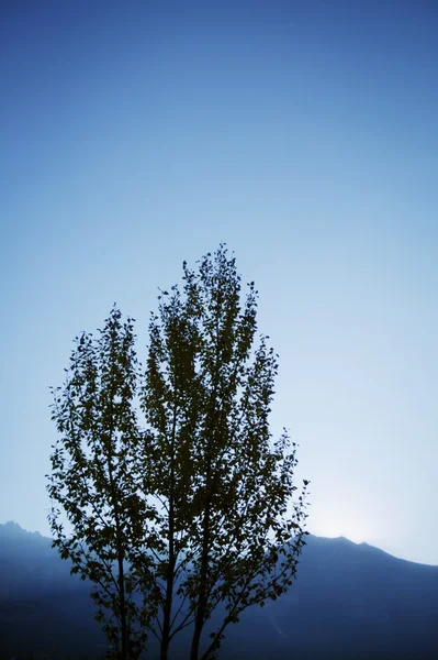 Träd med blå himmel — Stockfoto