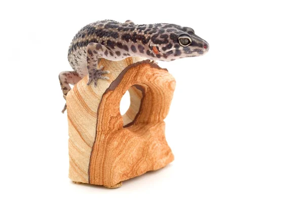 Reptielen zittend op hout — Stockfoto