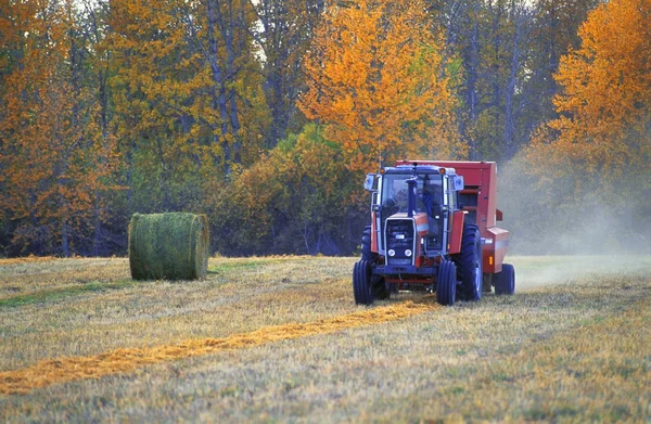 Traktor i felt - Stock-foto