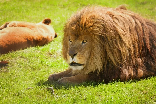 Bir aslan ve aslan — Stok fotoğraf