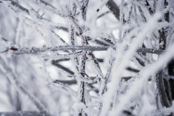 Succursali invernali — Foto Stock