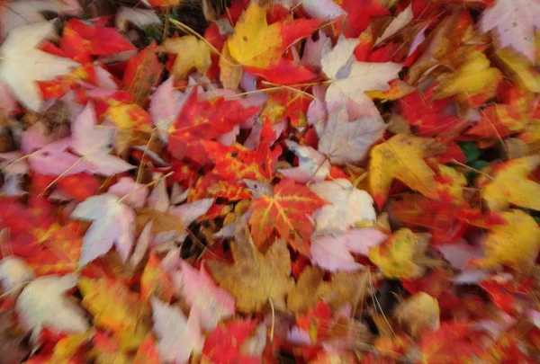 Bunte Herbstblätter — Stockfoto