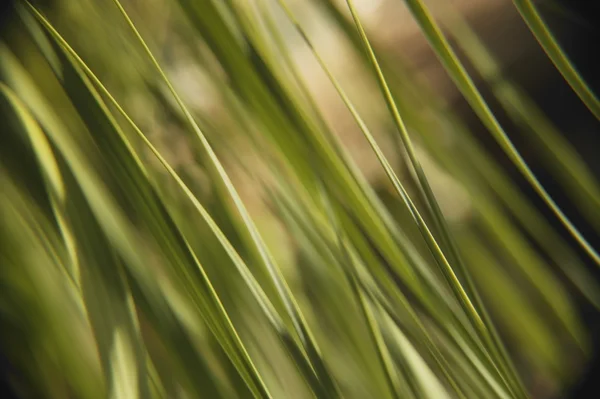 Grass-Like Texture — Stock Photo, Image