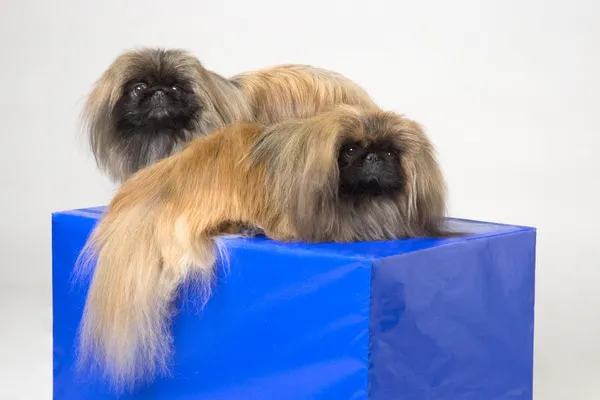 Par de cães pekineses — Fotografia de Stock