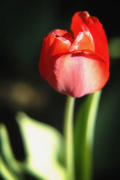 En röd blomma — Stockfoto