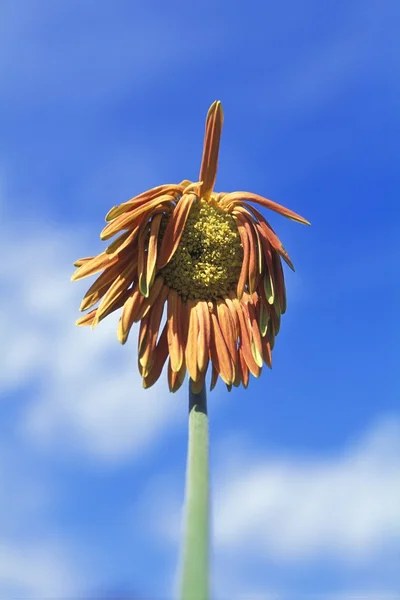 Een gerber daisy — Stockfoto