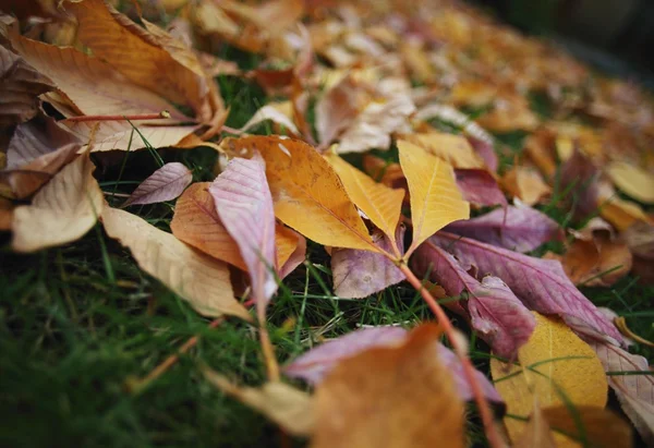 Hojas de otoño — Foto de Stock