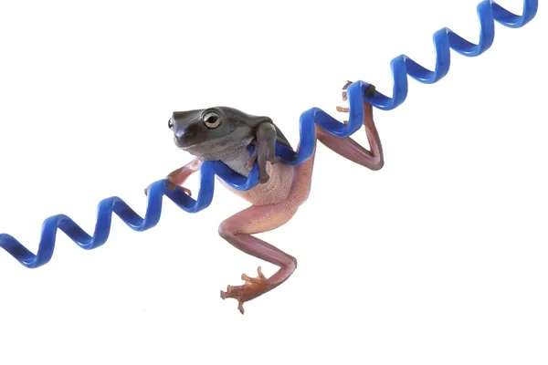 Лягушка, висящая на голубом шнуре — стоковое фото