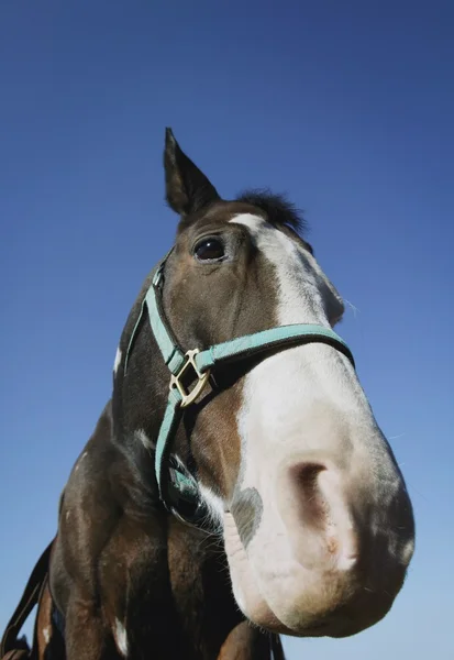 Portrait d'un cheval — Photo