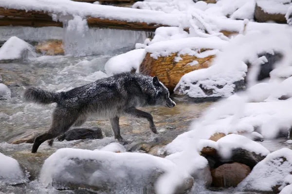 オオカミの交差の川 — ストック写真