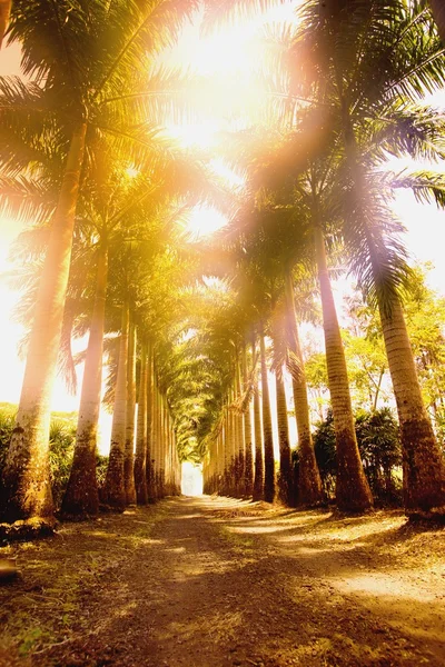 Corridor van palmbomen — Stockfoto