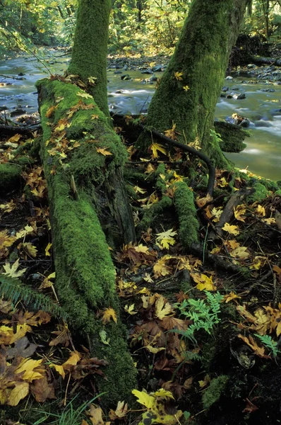 Waldfluss — Stockfoto