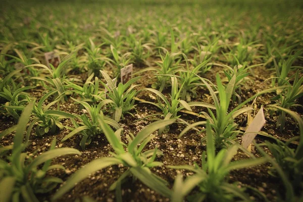 Plantas cultivadas comercialmente — Foto de Stock