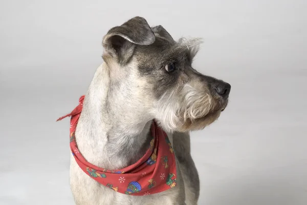 Portret van hond met scoutingdas — Stockfoto