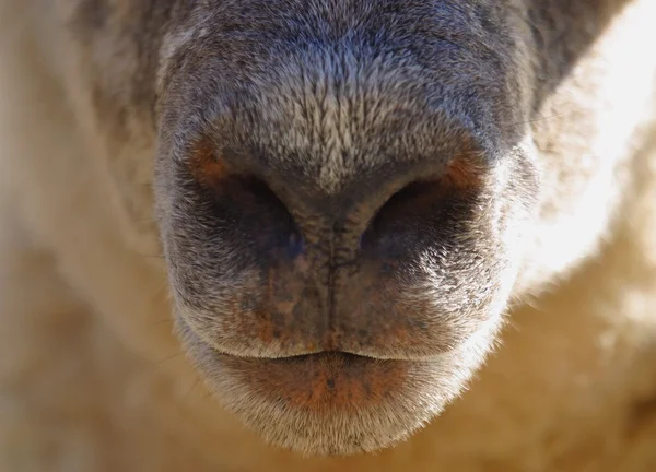 A Sheep's Nose — Stock Photo, Image