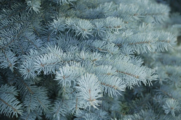 Fir Tree Branches — Stock Photo, Image