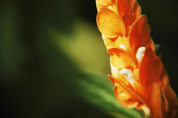 Close Up de cabeça de flor de laranja — Fotografia de Stock