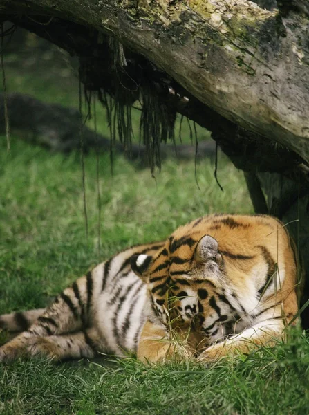 Tygr (panthera tigris) — Stock fotografie