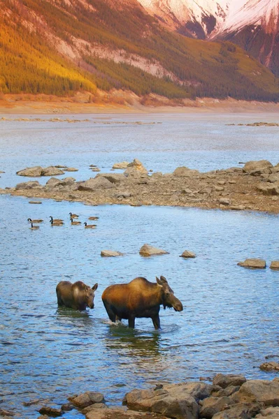 В воде — стоковое фото