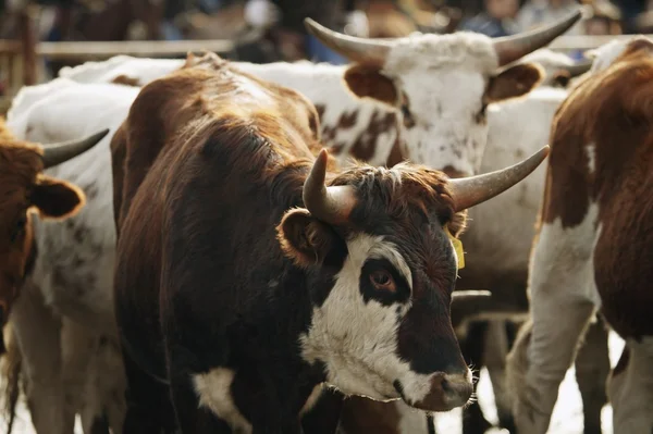 Herd Of Cattle — Stock Photo, Image