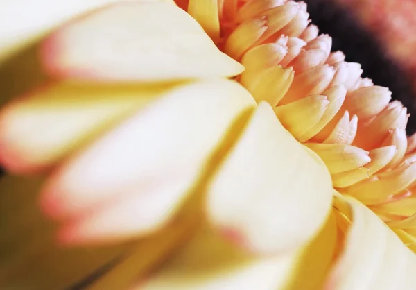 Un fiore giallo — Foto Stock