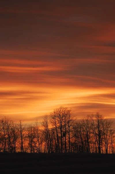 Silhuett av träd mot solnedgången — Stockfoto
