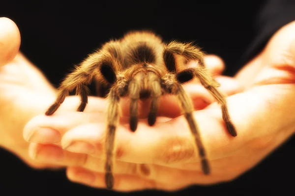 Tenant une grande araignée de tarentule — Photo