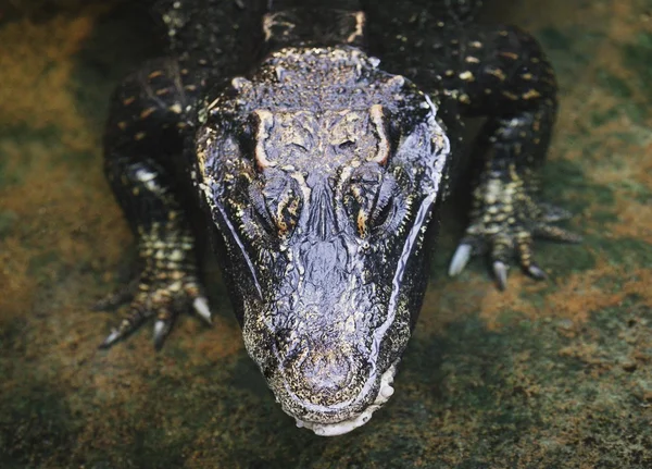 Großes Reptil — Stockfoto