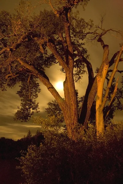 Árbol viejo —  Fotos de Stock