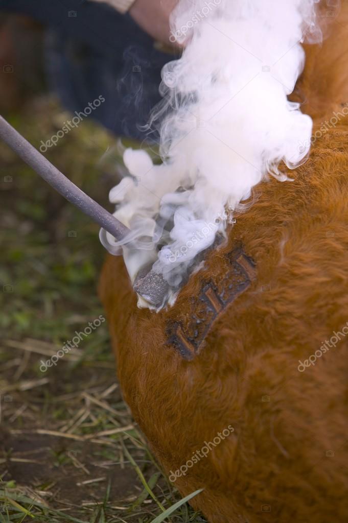 Cattle Branding